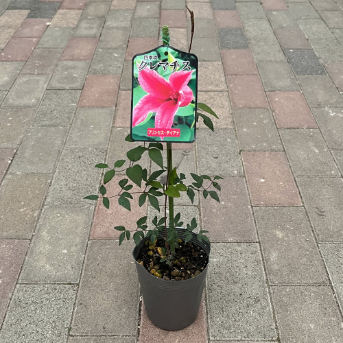 花苗の販売店【花育通販】クレマチス苗（多年草） プリンセスダイアナ