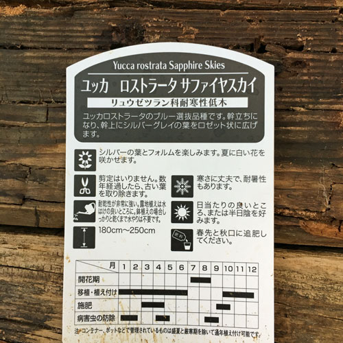 熱帯植物・熱帯果樹の販売店【花育通販】ユッカの苗を販売