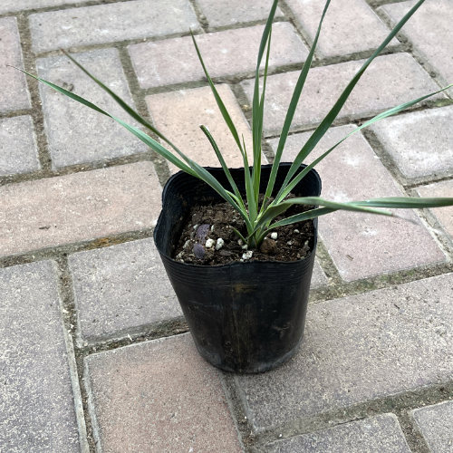 熱帯植物・熱帯果樹の販売店【花育通販】ユッカの苗を販売