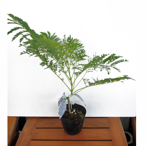 わい性ジャカランダ「ブルーブロッサムビューイング」の苗木を販売【花