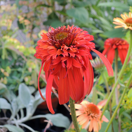 エキナセア（パラディソ）幼苗/八重性ローズ/宿根草/約80cm（ポットのまま）④ 夏の宿根草「エキナセア・ホットパパイヤ」の苗を販売【花育通販】