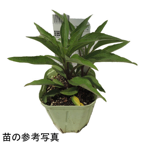 草エネ Amazon.co.jp: ポケモンカードゲーム ソード＆シールド s12a ハイ