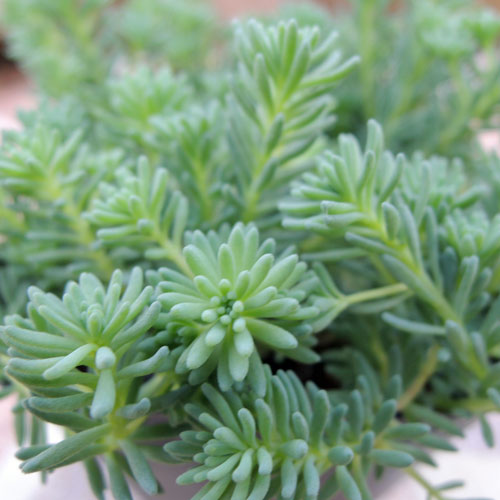 セダム（寄せ植え・グランドカバー）の販売店「花育通販」セダム 