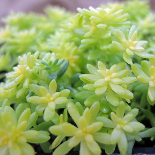 セダム（寄せ植え・グランドカバー）の販売店「花育通販」セダム・細葉 
