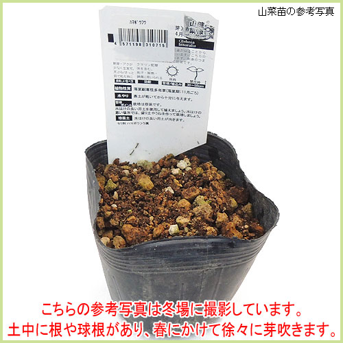 家庭菜園・行者にんにく苗の販売店【花育通販】山菜「行者にんにく」の