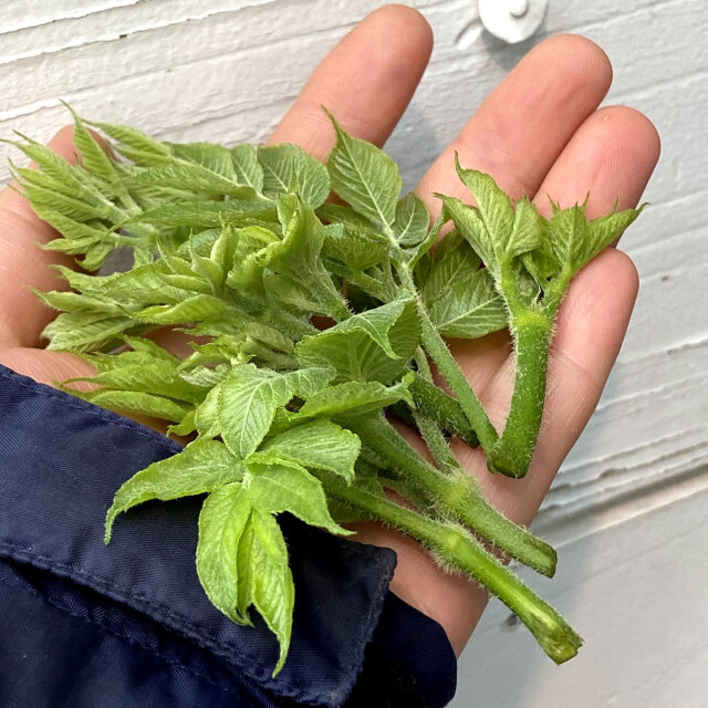 家庭菜園・山うど苗の販売店【花育通販】山菜「山うど(ヤマウド)」の苗を販売