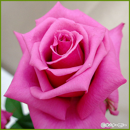 専用品稀少★ひいらぎとパイン＆薔薇の浪曼ティックライト4花薔薇訳あり時代物 専用品稀少☆ひいらぎとパイン＆薔薇の浪曼ティックライト4花