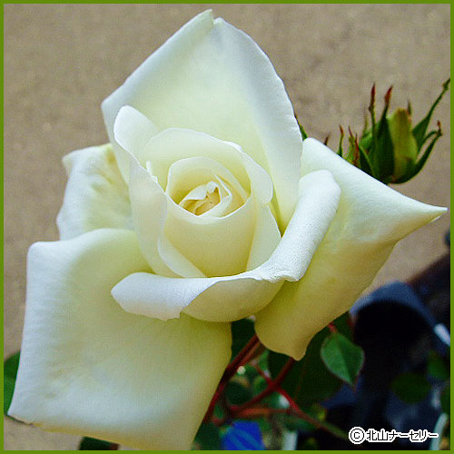 薔薇（バラ）の苗木を販売　ホワイトクリスマス