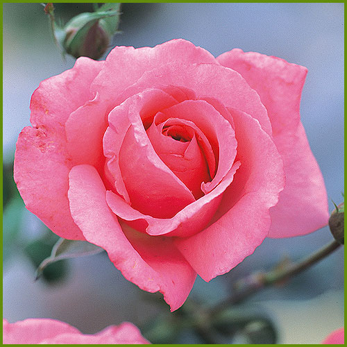 薔薇（バラ・ばら）の苗木を販売　芳純（ほうじゅん）