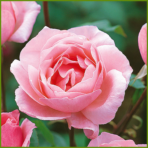 薔薇（バラ・ばら）の苗木を販売　クイーンエリザベス