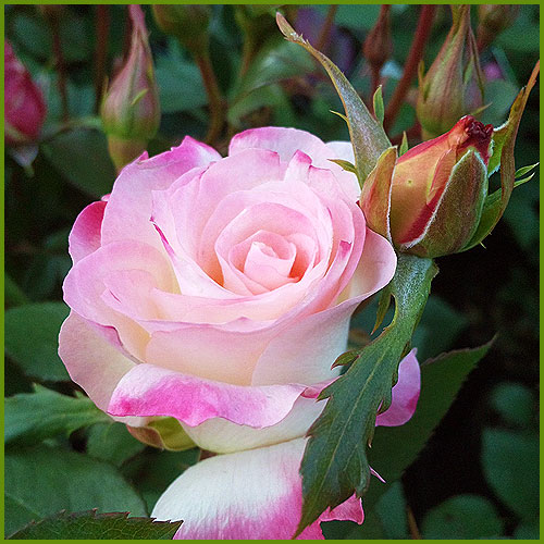 薔薇（バラ・ばら）の苗木を販売　マチルダ