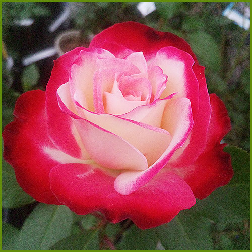 薔薇（バラ・ばら）の苗木を販売　ジュビレ・デュ・プリンス・ドゥ・モナコ
