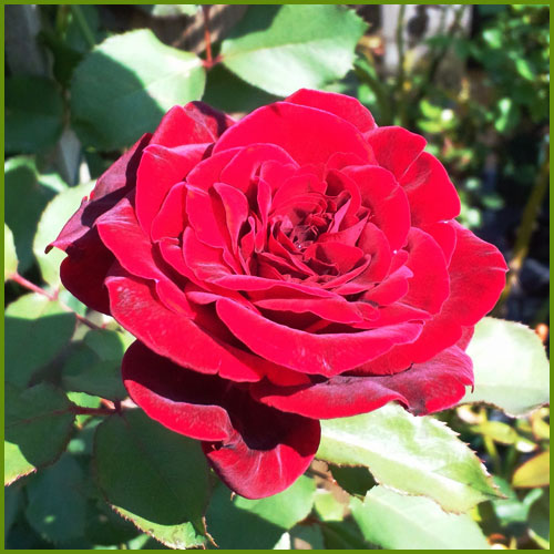 薔薇（バラ・ばら）の苗木を販売　ドンファン