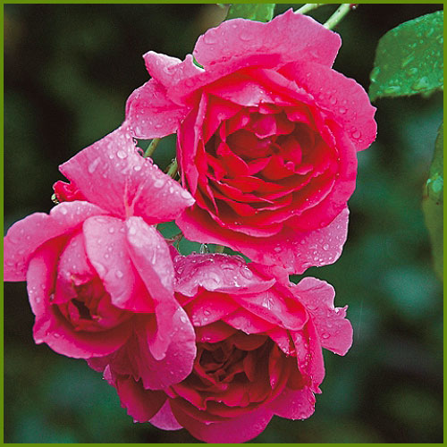 薔薇（バラ・ばら）の苗木を販売　パレード