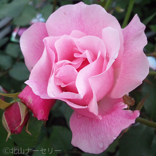 薔薇（バラ）苗木の販売店【花育通販】スパニッシュビューティ