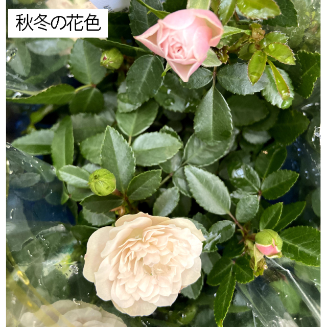 花育通販】ミニバラ グリーンアイスの苗を販売