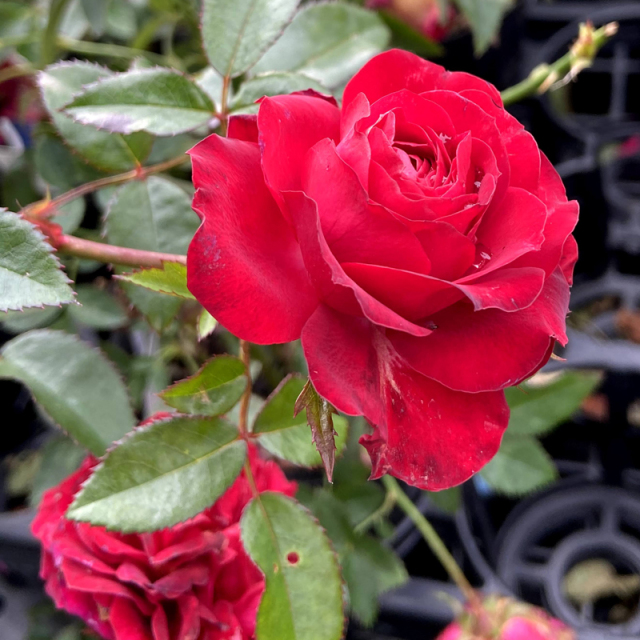 花育通販】薔薇（バラ） トゥルーブルーム・レッドキャプテンの苗を販売