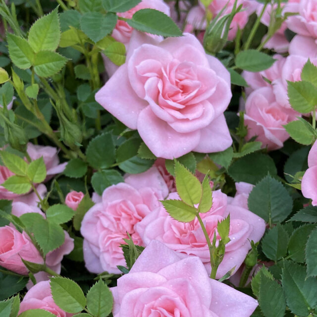 花育通販】薔薇（バラ） ミニバラ・ミスピーチヒメの苗を販売