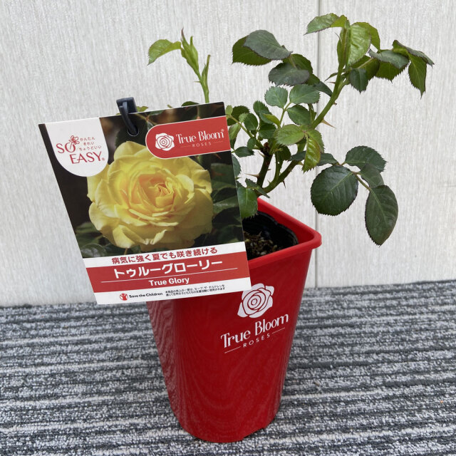 花育通販】薔薇（バラ） トゥルーブルーム・グローリーの苗を販売