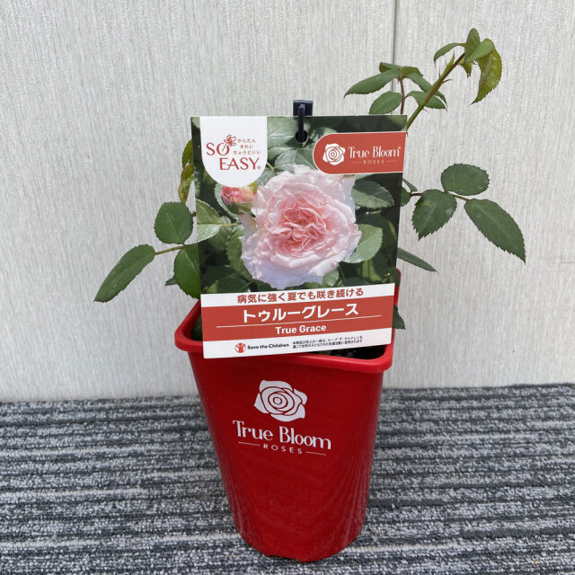 トゥルースジュレクレンズ　２本セット　バラ売りOK 花育通販】薔薇（バラ） トゥルーブルーム・グレースの苗を販売