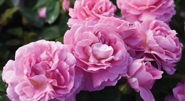 花育通販】薔薇（バラ） トゥルーブルーム・パフュームの苗を販売