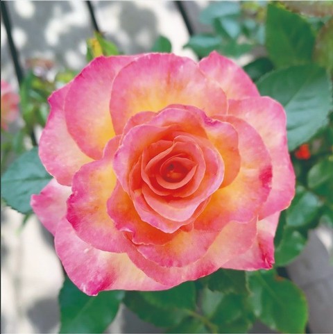 花育通販】薔薇（バラ） トゥルーブルーム・シンシアリティの苗を販売