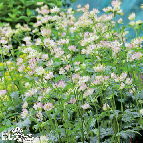 多年草宿根草販売店【花育通販】アストランティアの苗