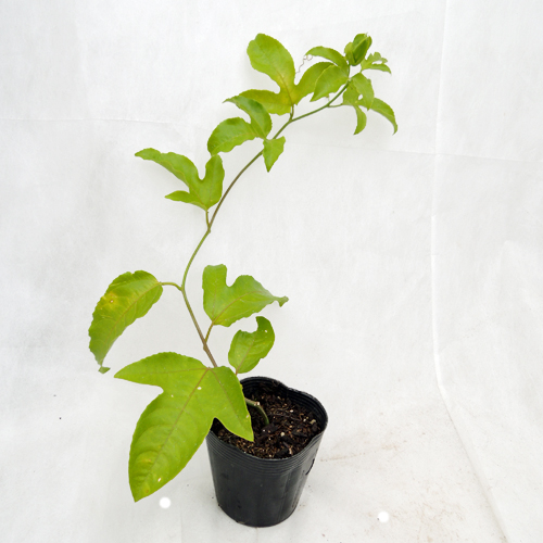 パッションフルーツ（クダモノトケイソウ）の苗を販売【花育通販】