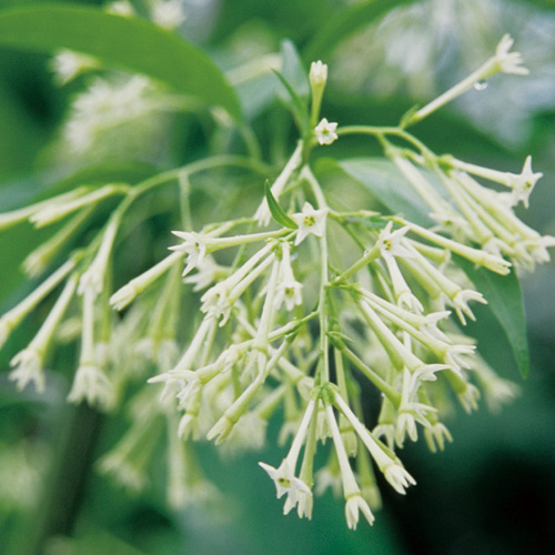 熱帯植物「夜香木（ナイトジャスミン）」の苗を販売【花育通販】