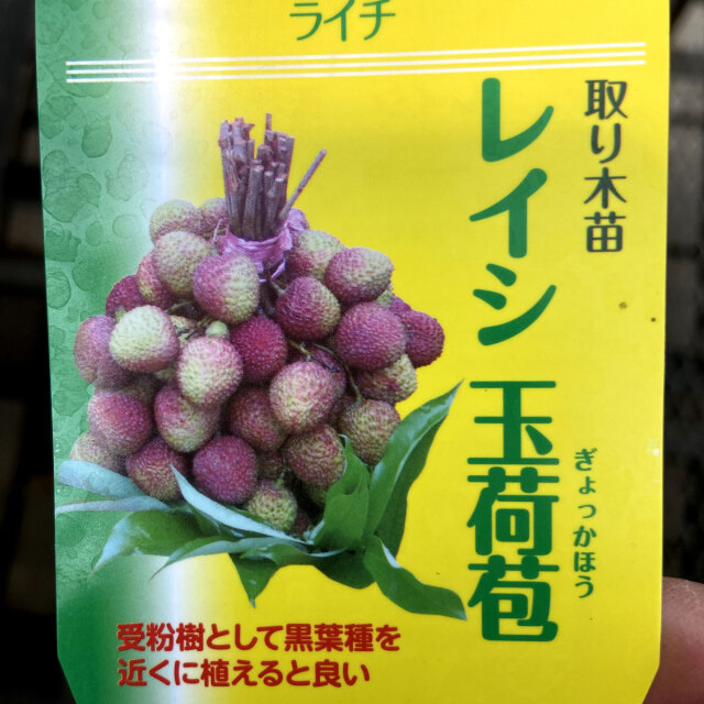 ライチ苗 玉荷包 ホンフェイ 惜しかっ