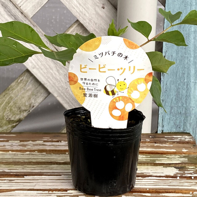 ビービーツリー(イヌゴシュユ)の苗