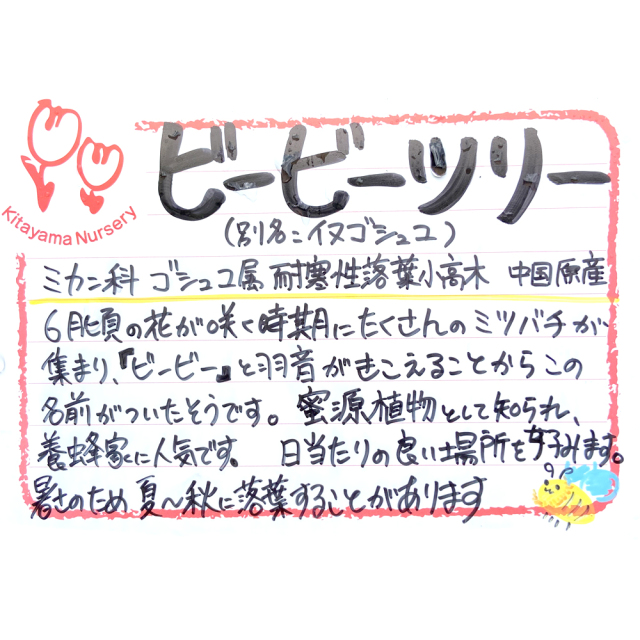ビービーツリー(イヌゴシュユ)の苗