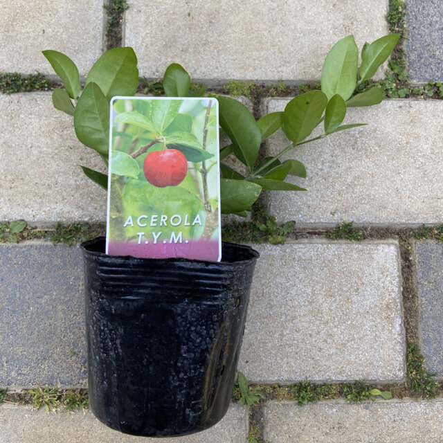 アセロラ TYMの苗木を販売【花育通販】