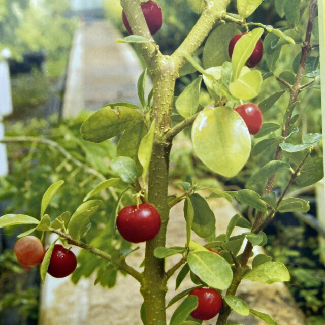 アセロラ TYMの苗木を販売【花育通販】