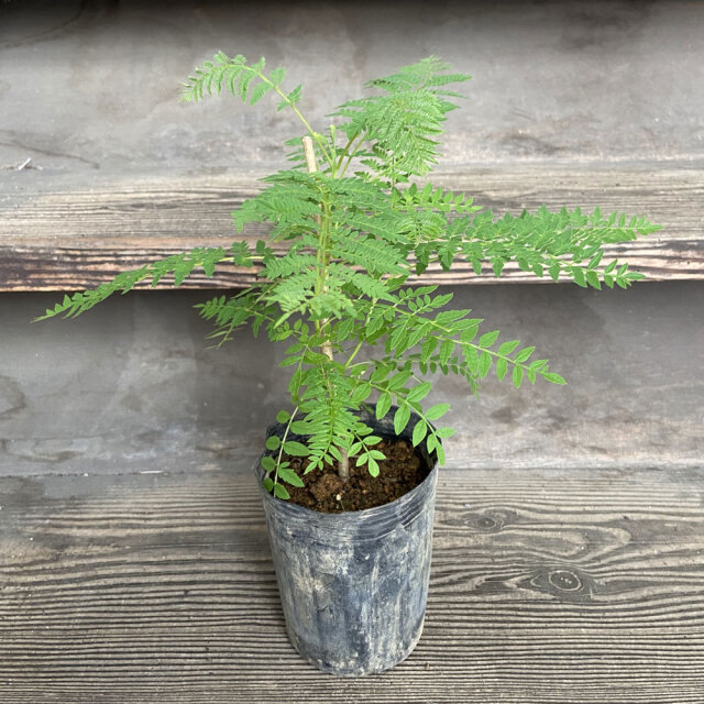 ジャカランダ 苗木 jacaranda3.jpg