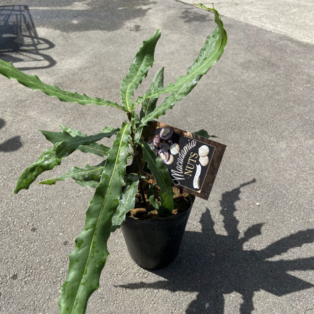 マカダミアナッツの苗木を販売【花育通販】