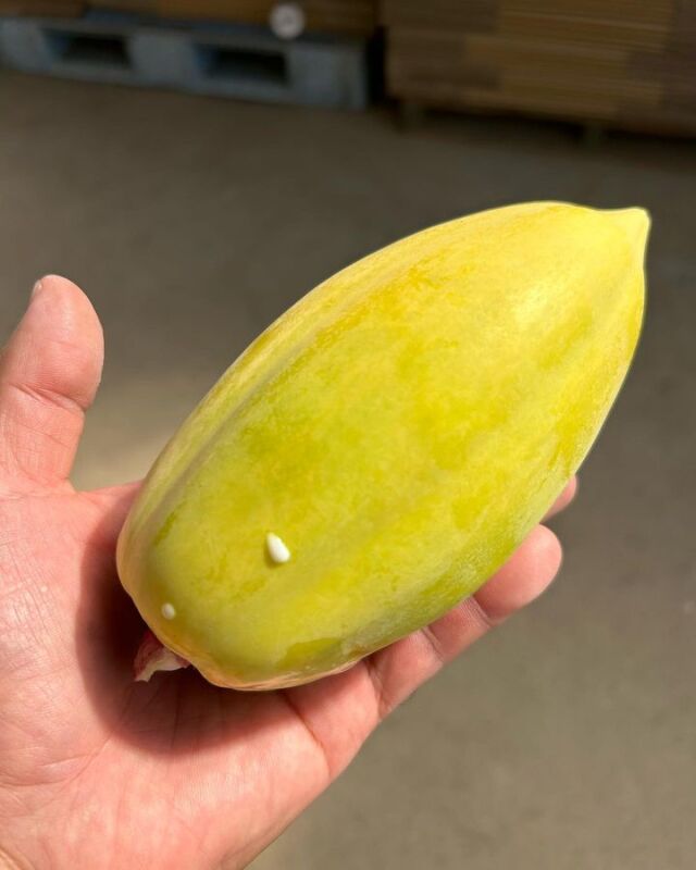 ゴールデンパパイヤの苗を販売【花育通販】