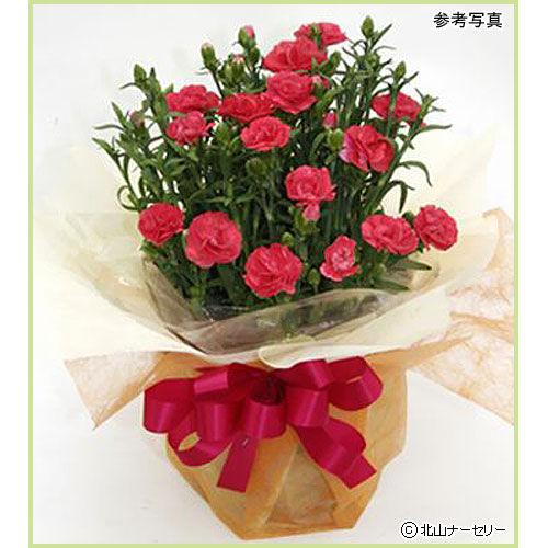 母の日フラワーギフト（カーネーション・胡蝶蘭・ミニバラ等）を販売