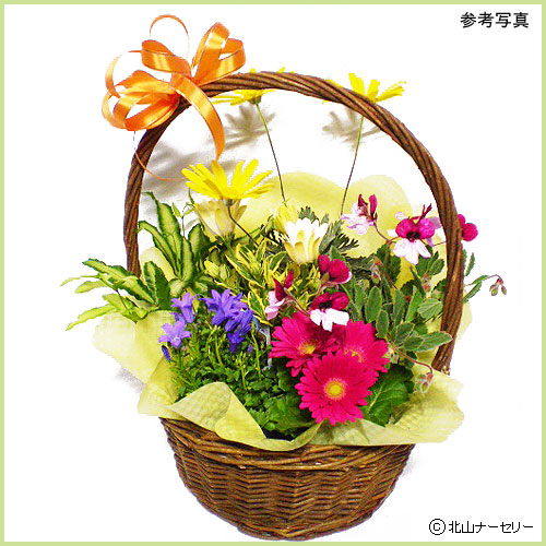 母の日のフラワーギフトなら【花育通販】 寄せカゴ（フラワー系）B