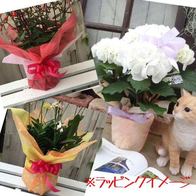 母の日のフラワーギフトなら【花育通販】 母の日ギフト 八重咲き