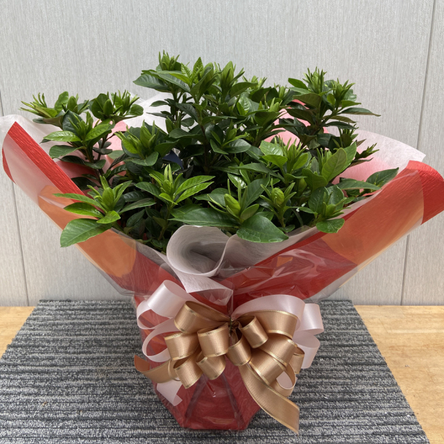 クチナシ５号鉢植え　ラッピング
