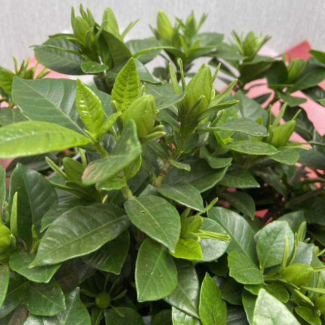 クチナシ５号鉢植え　ラッピング