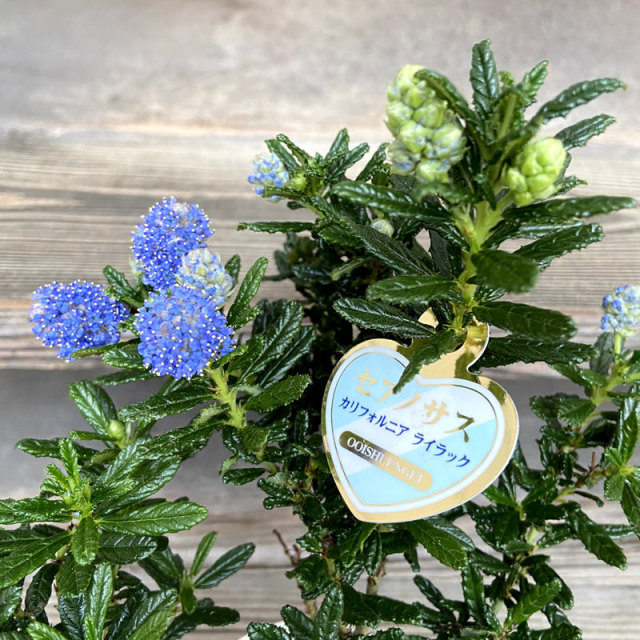 季節の花鉢の販売店【花育通販】セアノサス・パシフィックブルー