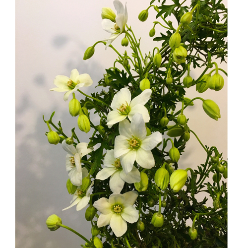 季節の花鉢の販売店【花育通販】常緑（フォステリー系）クレマチス/カートマニージョー5号鉢植え