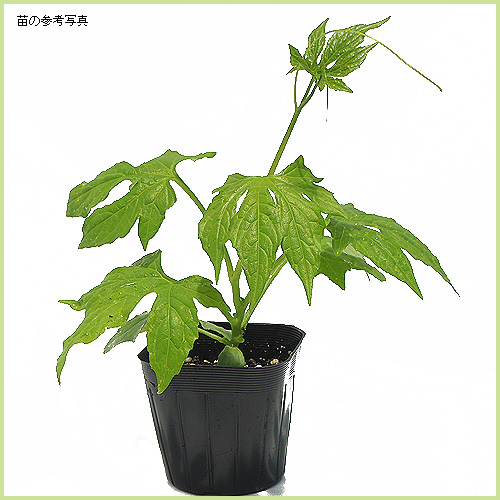 夏の花苗（一年草）の販売店【花育通販】 沖縄スズメウリの苗を販売