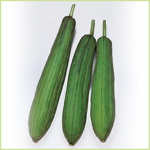 家庭菜園用野菜　ヘチマの苗を販売