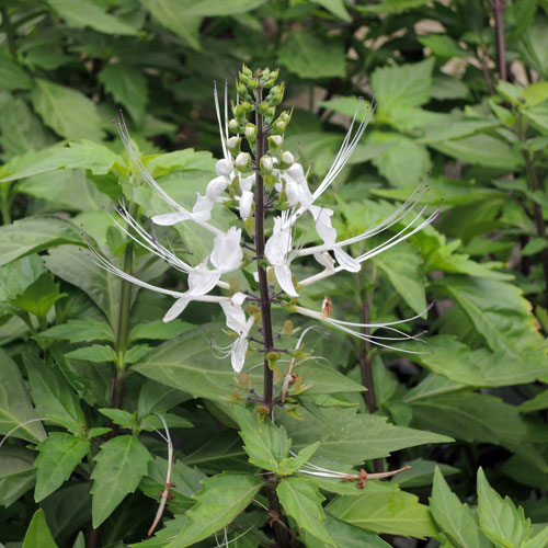 ネコノヒゲ　苗　猫 クミスクチン　白花/観葉/植物/山野草/ハーブ 1505910059_877e4a3234a36422f31