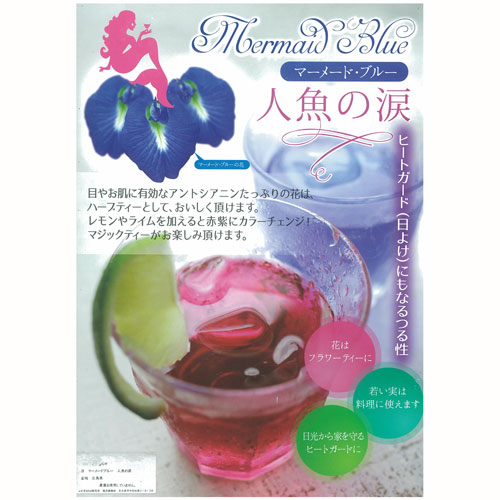 夏の花苗（一年草）の販売店【花育通販】 人魚の涙（マーメイドブルー