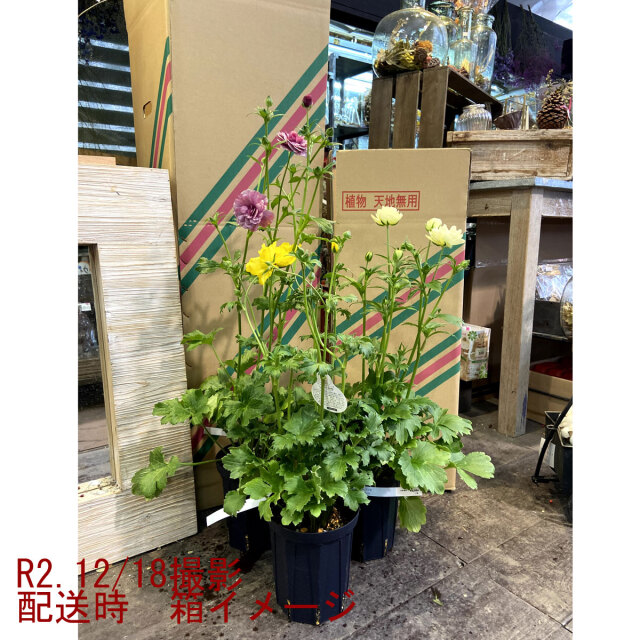 ラナンキュラス ラックス／リキュアの苗【花育通販】花苗・一年草の販売店 