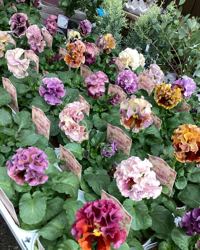 パンジー・ローブ ドゥ アントワネットの苗 1株【花育通販】花苗・一年 